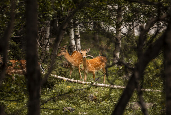 parco faunistico
